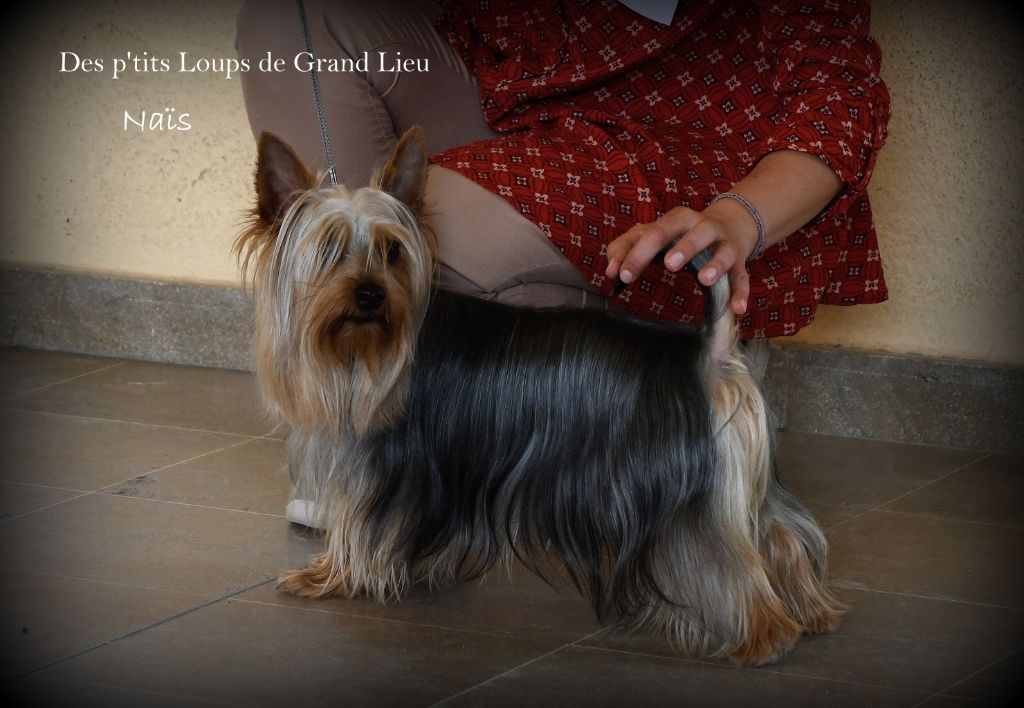 CH. Naïs Des P'tits Loups De Grand Lieu