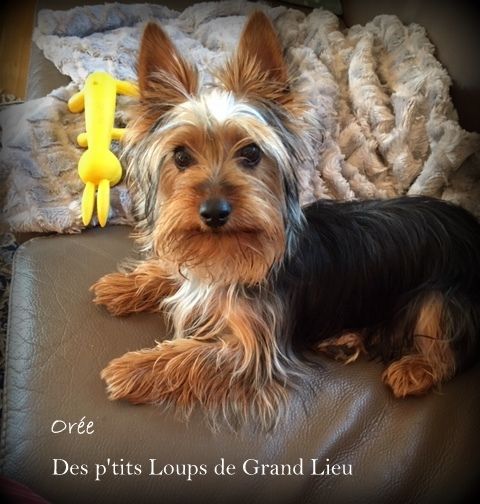 Orée Des P'tits Loups De Grand Lieu