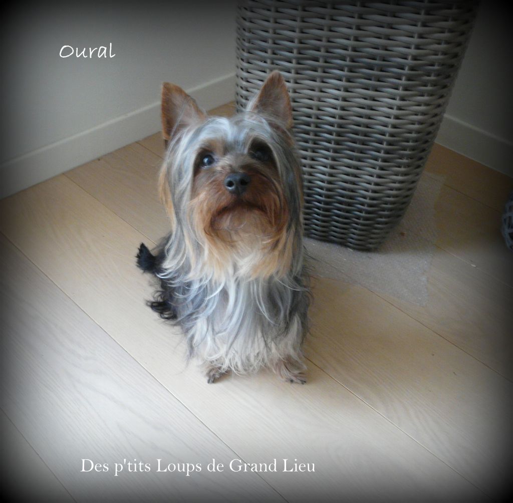 Oural Des P'tits Loups De Grand Lieu