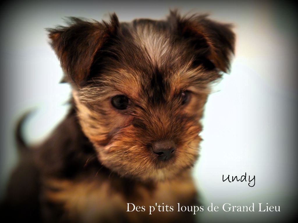 Undy Des P'tits Loups De Grand Lieu