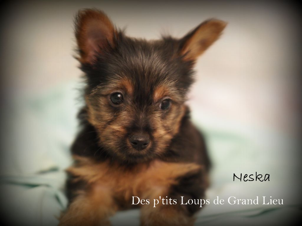U'neska Des P'tits Loups De Grand Lieu