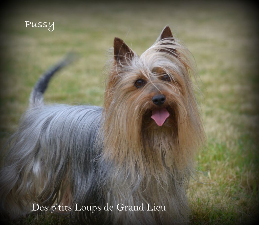 Pussy Des P'tits Loups De Grand Lieu