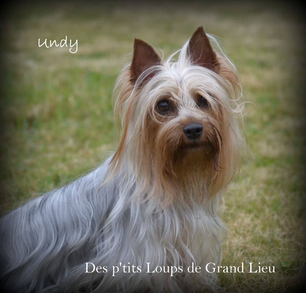 Undy Des P'tits Loups De Grand Lieu
