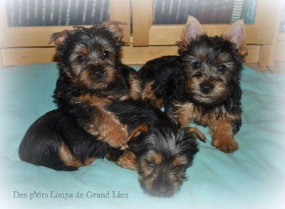 Des P'tits Loups De Grand Lieu - Nous avons 2 mois