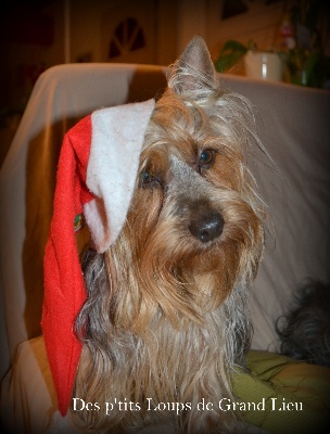 Des P'tits Loups De Grand Lieu - Joyeux Noel !!!