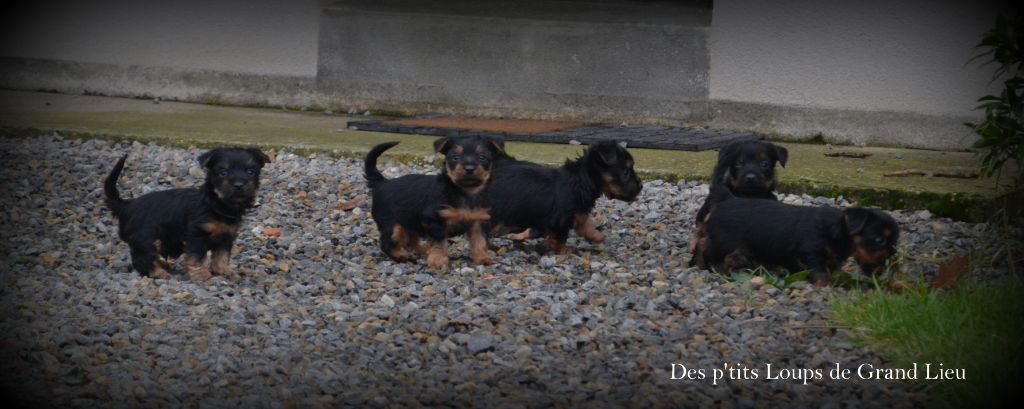 Des P'tits Loups De Grand Lieu - Première sortie