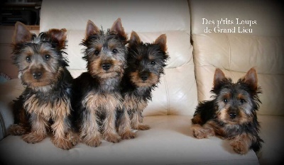 Des P'tits Loups De Grand Lieu - Nous avons 3 mois