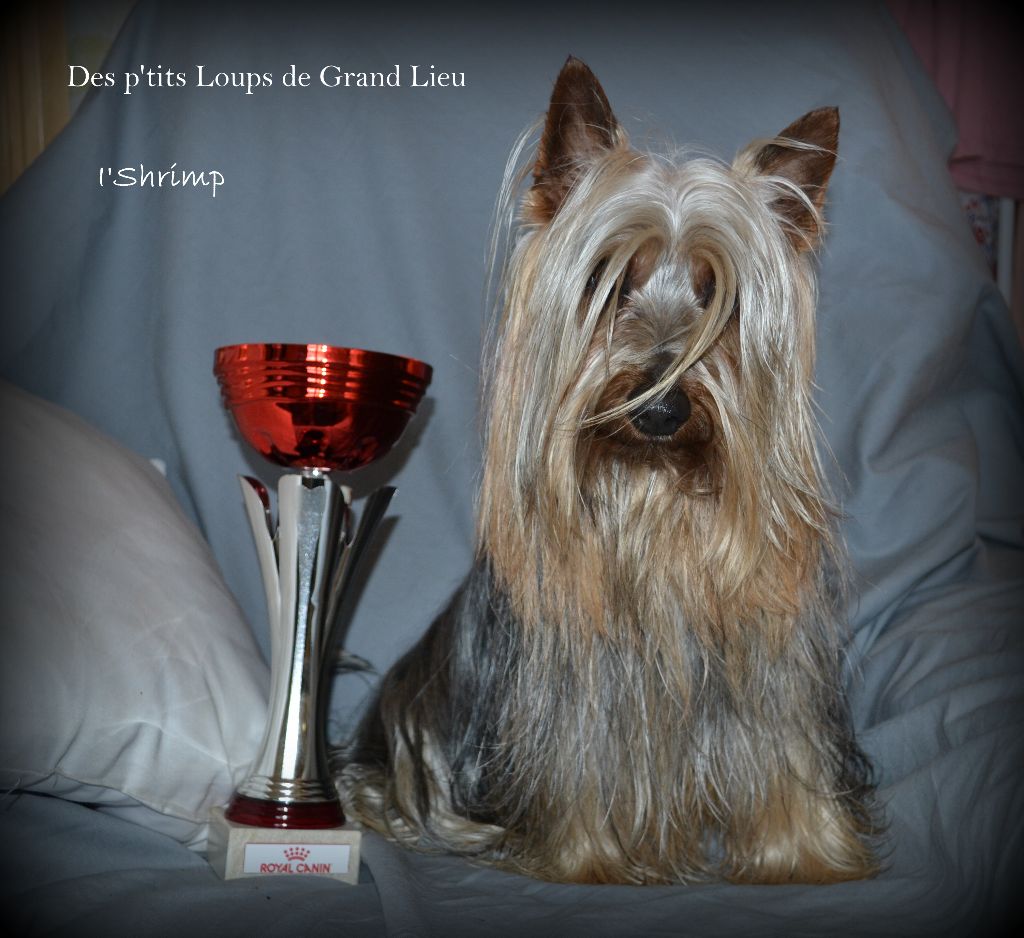 Des P'tits Loups De Grand Lieu - Concours agility Les Sorinières 04/03