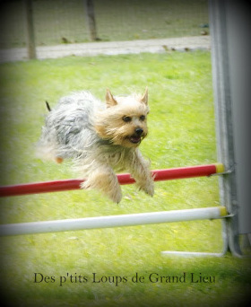 Des P'tits Loups De Grand Lieu - Concours agility St Julien de Concelles 15/09