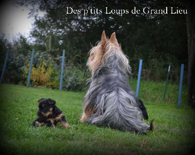 Des P'tits Loups De Grand Lieu - 5 semaines pour les bébés