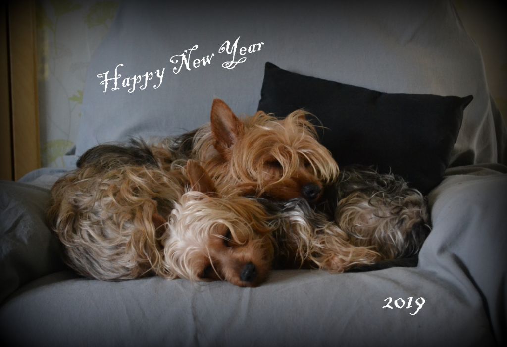 Des P'tits Loups De Grand Lieu - Bonne année !