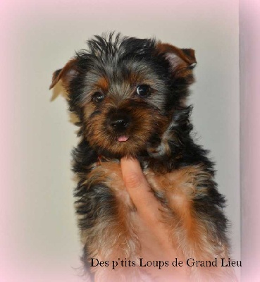 Des P'tits Loups De Grand Lieu - Premiers départs...