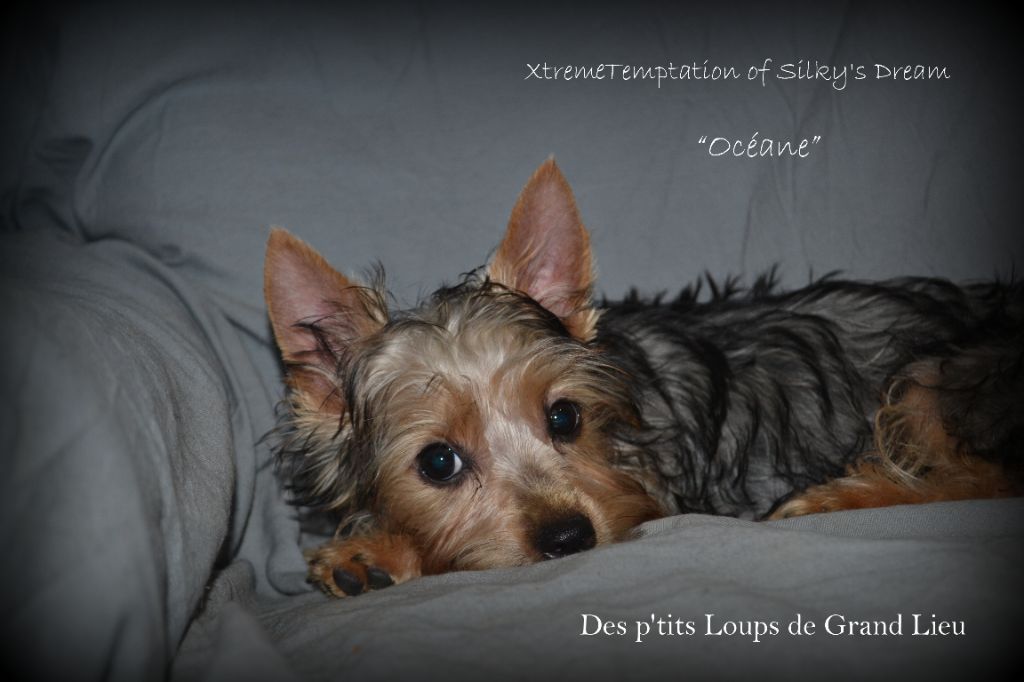 Des P'tits Loups De Grand Lieu - Bienvenue Océane !