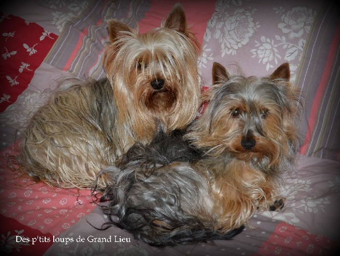 Des P'tits Loups De Grand Lieu - Bonne année !
