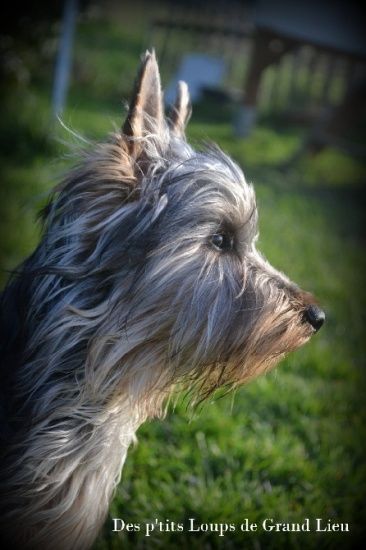 Des P'tits Loups De Grand Lieu - I'Shrimp