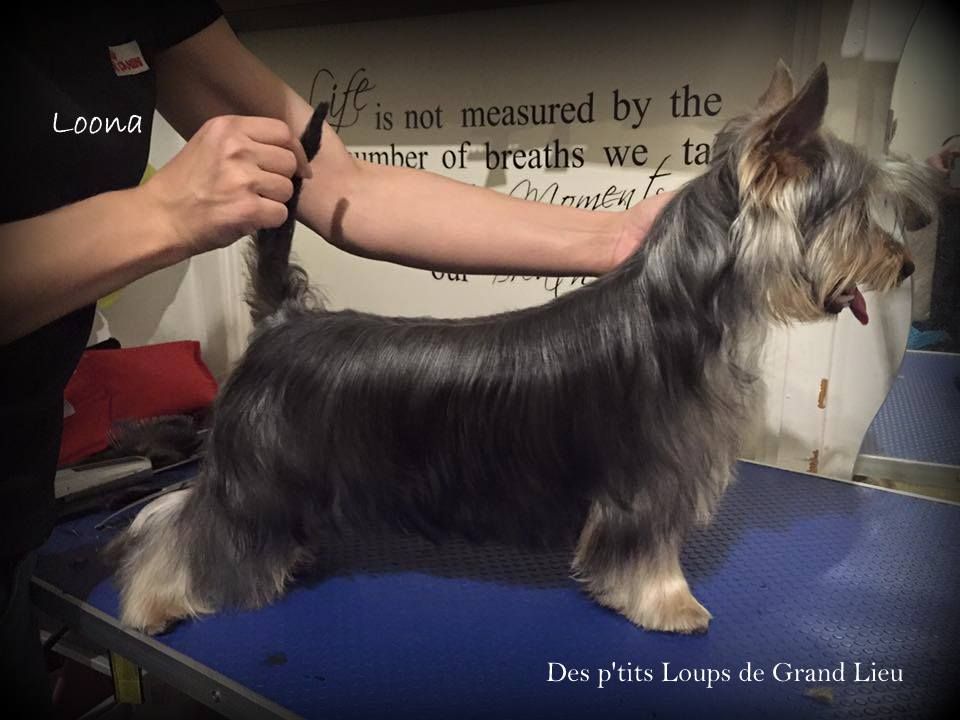 Des P'tits Loups De Grand Lieu - Départ de Loona 18/11/2015