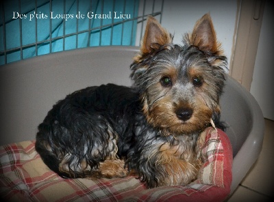 Des P'tits Loups De Grand Lieu - Les p'tits loups encore dispo !