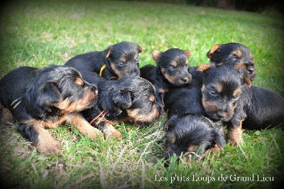 Des P'tits Loups De Grand Lieu - Déjà 3 semaines pour les bébés