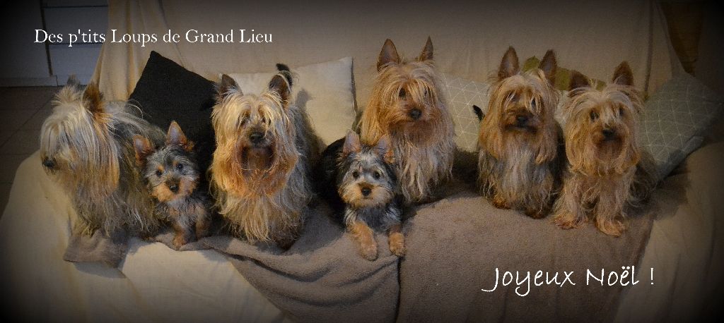 Des P'tits Loups De Grand Lieu - Joyeux Noël !!!