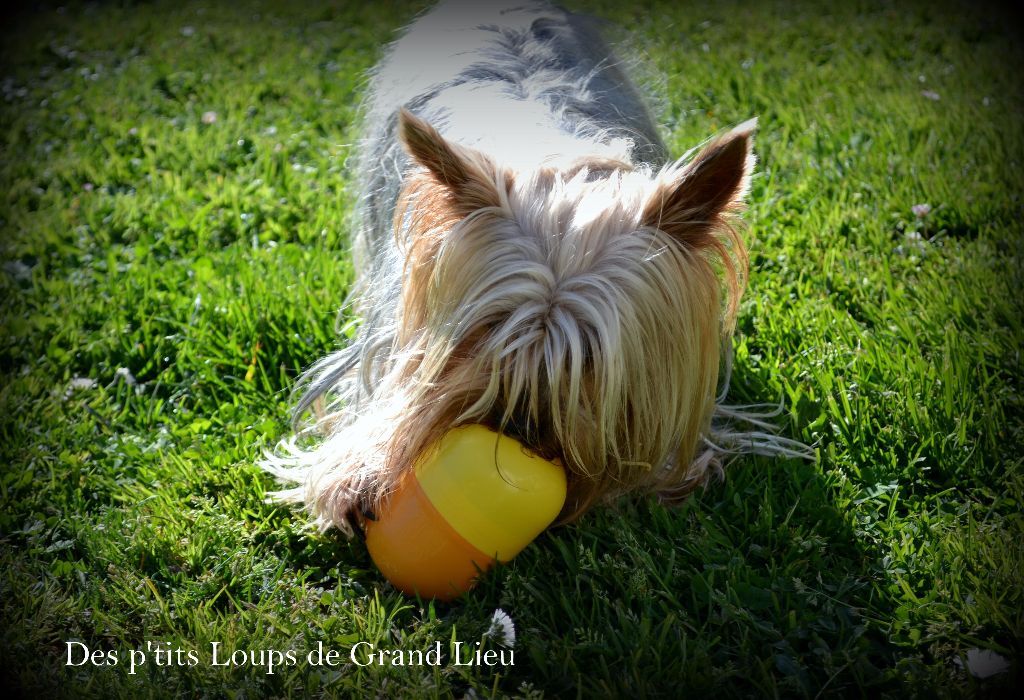Des P'tits Loups De Grand Lieu - Joyeuses Pâques !