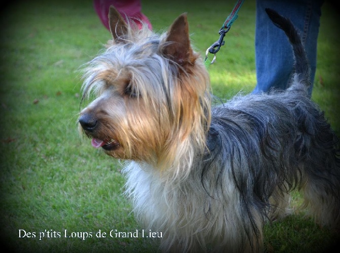 Des P'tits Loups De Grand Lieu - Régionale d'élevage Misssilac 07/09