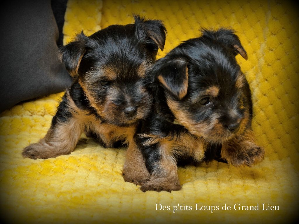 Des P'tits Loups De Grand Lieu - Un mois !
