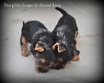 Des P'tits Loups De Grand Lieu - 7 semaines