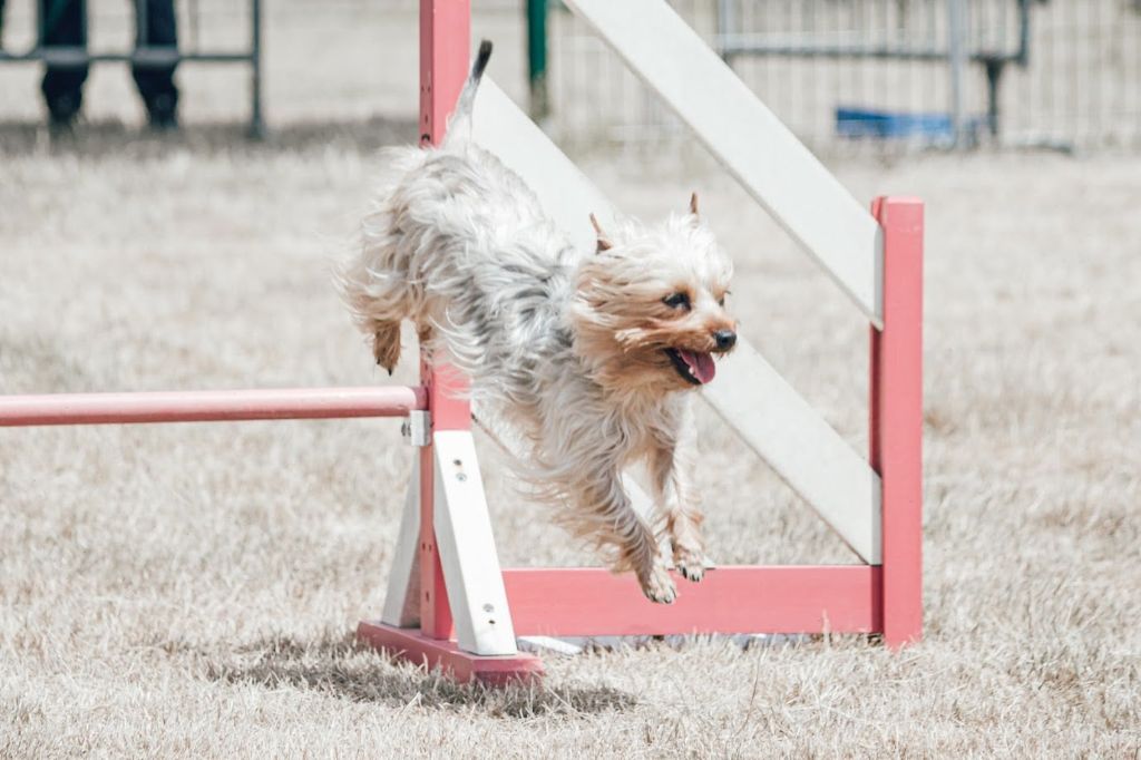 Des P'tits Loups De Grand Lieu - Concours agility Olonne sur Mer 20/06