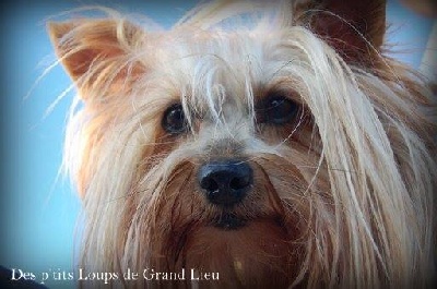 Des P'tits Loups De Grand Lieu - Romine nous a quitté...