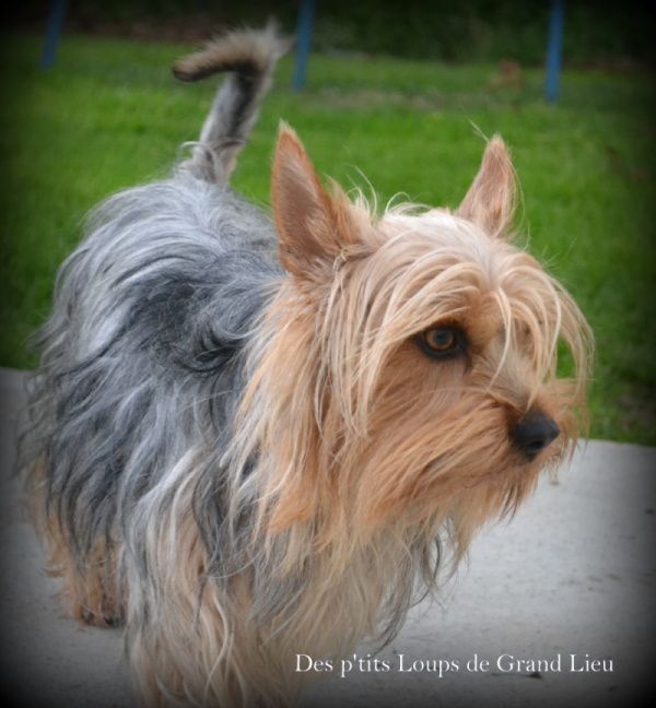 Des P'tits Loups De Grand Lieu - Concours agility Cholet 01/05