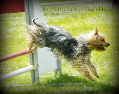 Des P'tits Loups De Grand Lieu - Concours agility Côte de Jade 25/08