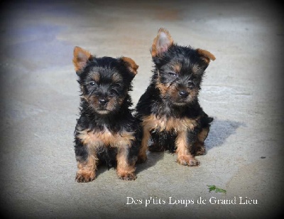 Des P'tits Loups De Grand Lieu - 6 semaines !