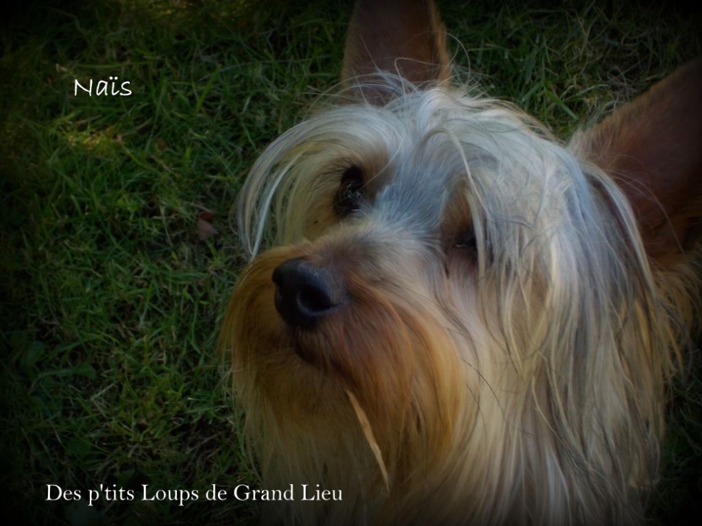 Des P'tits Loups De Grand Lieu - Exposition nationale Saint Symphorien 17/06