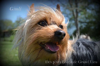 Des P'tits Loups De Grand Lieu - Concours agility !