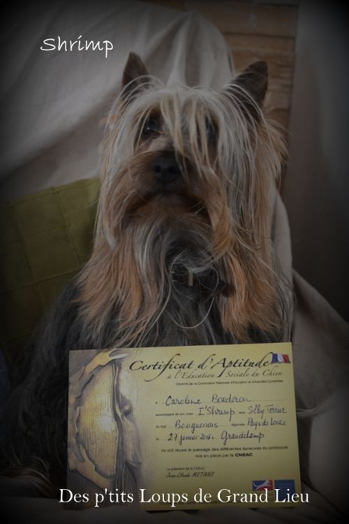 Des P'tits Loups De Grand Lieu - CAESC à Grand Champ Les Fontaines 27/01