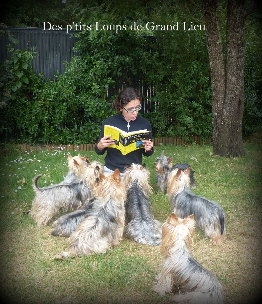 Des P'tits Loups De Grand Lieu - Des nouvelles des p'tits Loups