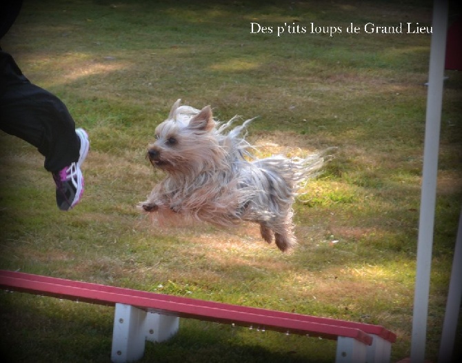 Des P'tits Loups De Grand Lieu - Concours Agility Vertou-25/01