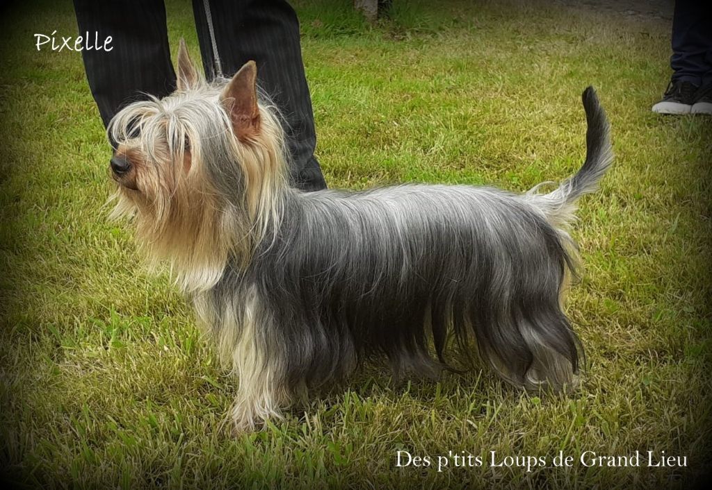 Des P'tits Loups De Grand Lieu - Exposition nationale Châteaubriant 04/07