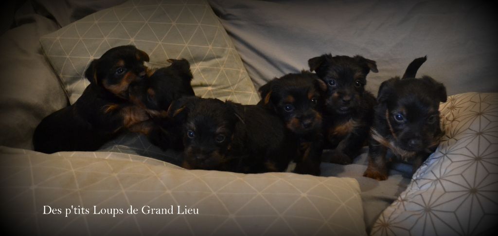Des P'tits Loups De Grand Lieu - Ils ont un mois !