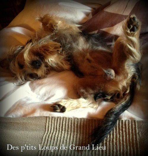 Des P'tits Loups De Grand Lieu - Le départ d'Iver