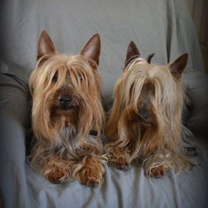 Des P'tits Loups De Grand Lieu - Bon anniversaire !