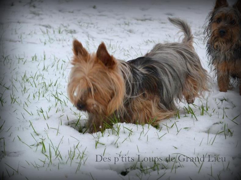 Dans la neige