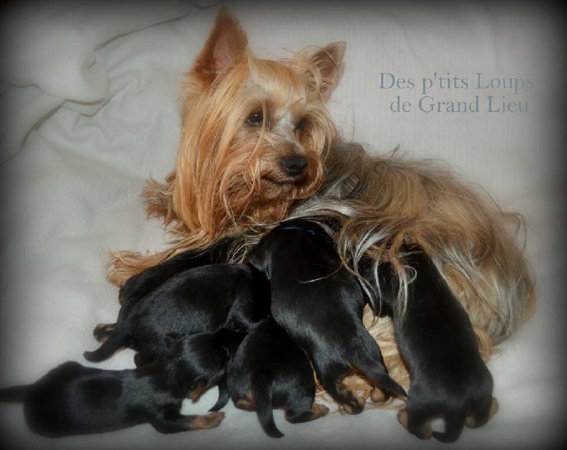 Des P'tits Loups De Grand Lieu - Australian Silky Terrier - Portée née le 04/09/2013