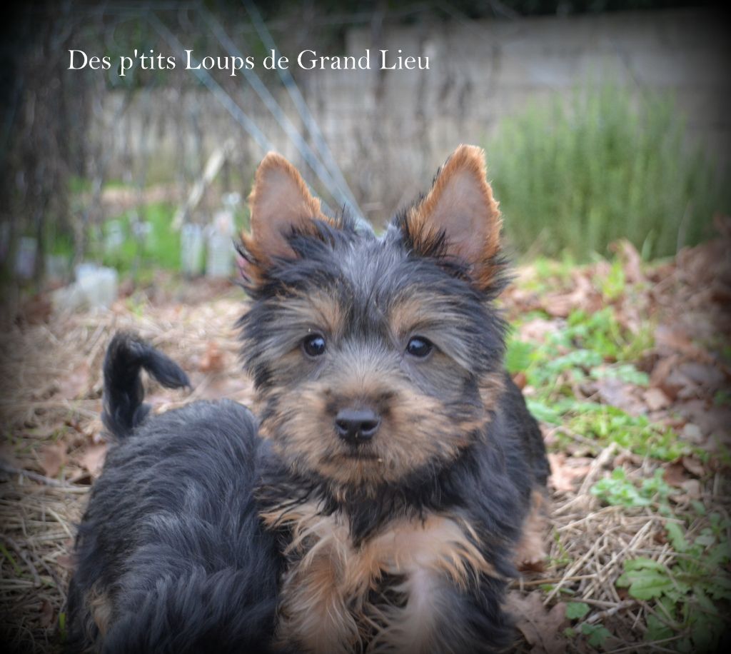 Des P'tits Loups De Grand Lieu - Australian Silky Terrier - Portée née le 23/10/2018