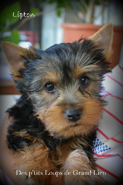 Des P'tits Loups De Grand Lieu - Australian Silky Terrier - Portée née le 28/05/2015