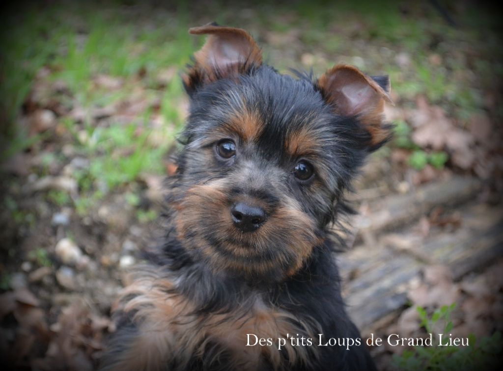 Des P'tits Loups De Grand Lieu - Australian Silky Terrier - Portée née le 23/10/2018