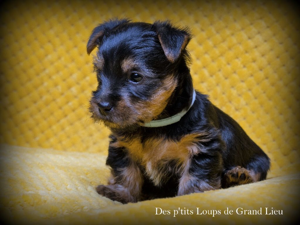 Des P'tits Loups De Grand Lieu - Australian Silky Terrier - Portée née le 03/03/2022